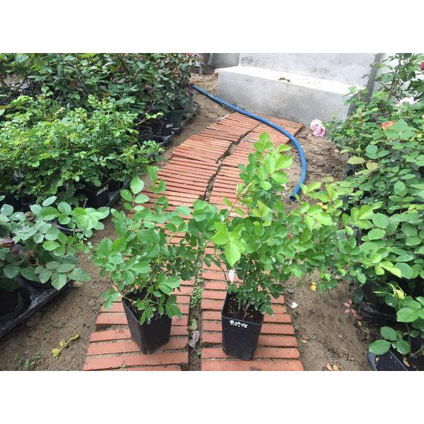 Hoa hồng ngoại Eyeconic Lemonade yellow