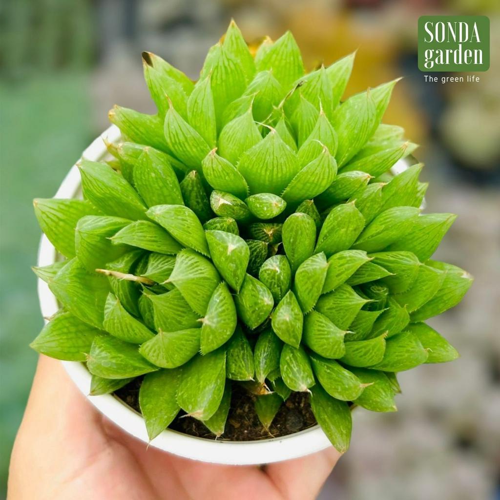 Sen đá dạ quang SONDA GARDEN size trung bình 10-12cm, cây cảnh trang trí nhà cửa, lỗi 1 đổi 1