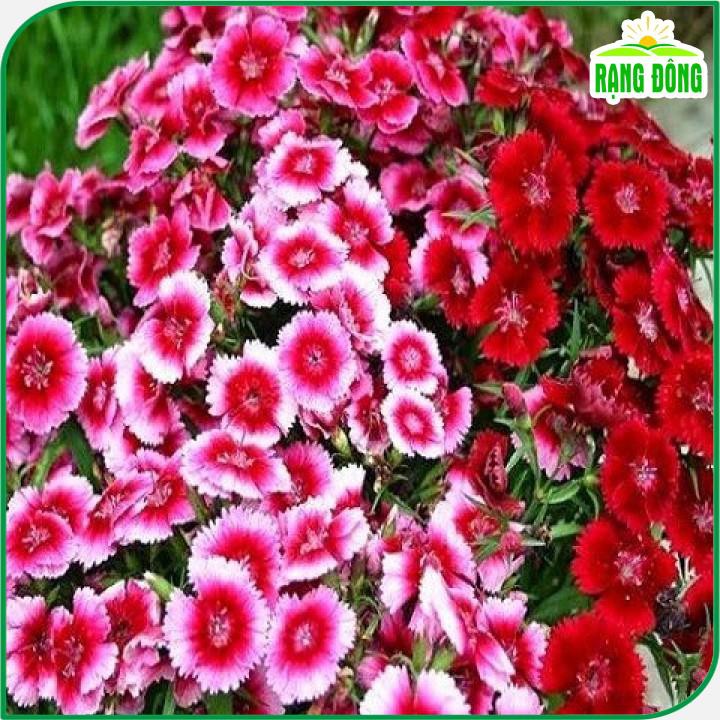 Hạt giống Hoa Cẩm Chướng Đơn Nhiều Màu, Dễ Chăm Sóc, Thích Hợp Trồng Chậu - Hạt giống Rạng Đông