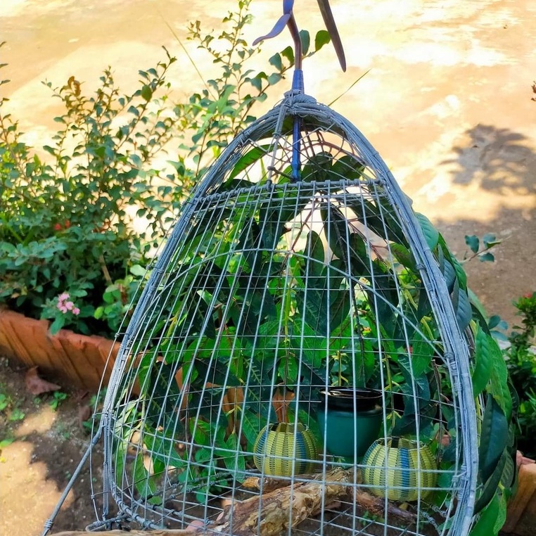 Thức Ăn Chim Cu Gáy Ngũ Cốc Winner Nhập Thái