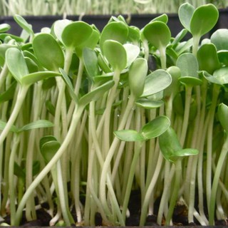 Hạt giống mầm hướng dương Phú Nông 50 gr