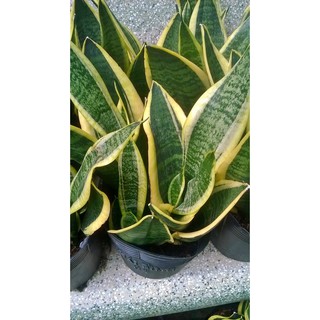 Lưỡi hổ thái- 3 cây 1 chậu