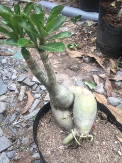 Hoa sứ tím