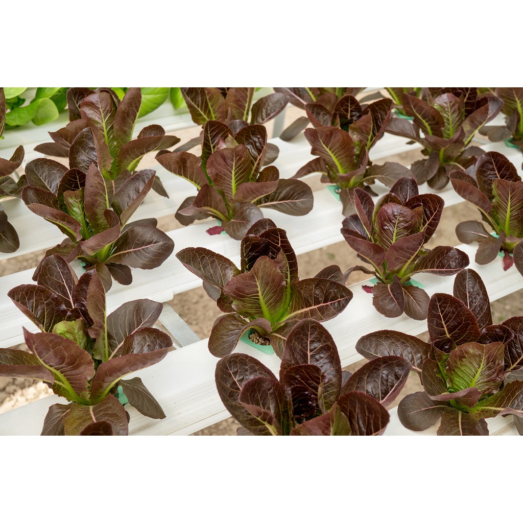 ATP Farm - Dinh dưỡng thủy canh cho rau ăn lá - 2L ISRAEL