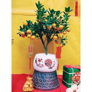 Chậu Hoa tài lộc mini - gốm sứ Bát Tràng