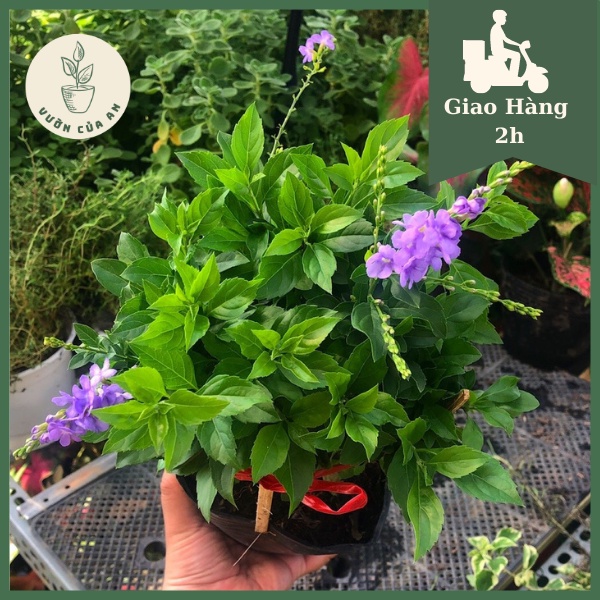 Cây Chuỗi ngọc Thái đã ra hoa, cây cảnh trang trí sân vườn lặp hoa quanh năm trồng cảnh quan, vườn của an
