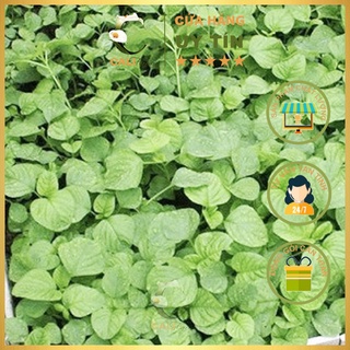 Hạt giống Rau Dền Cơm Rado 86 (10gr)