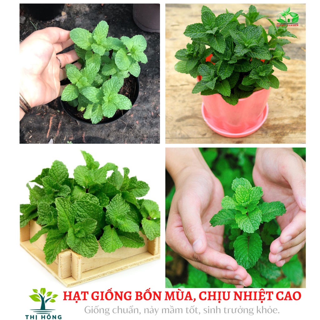 Hạt giống húng bạc hà, húng lủi (giống thân tía, thơm, đậm vị)