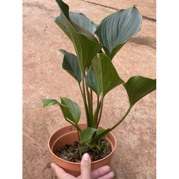 Chậu cứng Homalomena- Thiên niên kiện