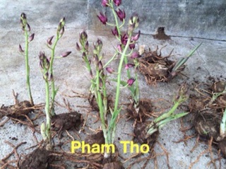 Hoa Lan Tết - địa lan rừng hoa nở hơn 1 tháng