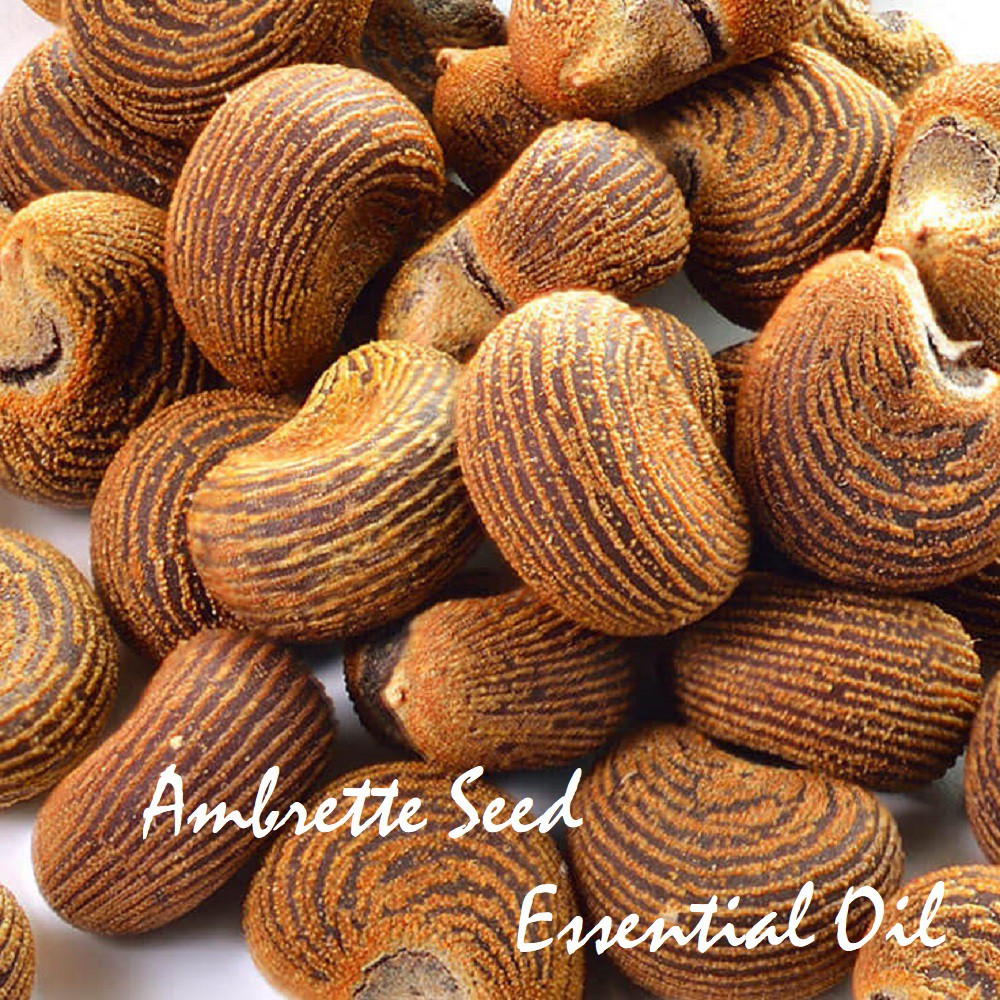 Tinh dầu hạt vông vang Ambrette Seed Essential Oil (Musk thực vật)