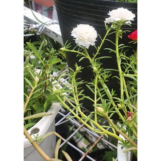 5 cây hoa 10 giờ Mỹ (5 màu)
