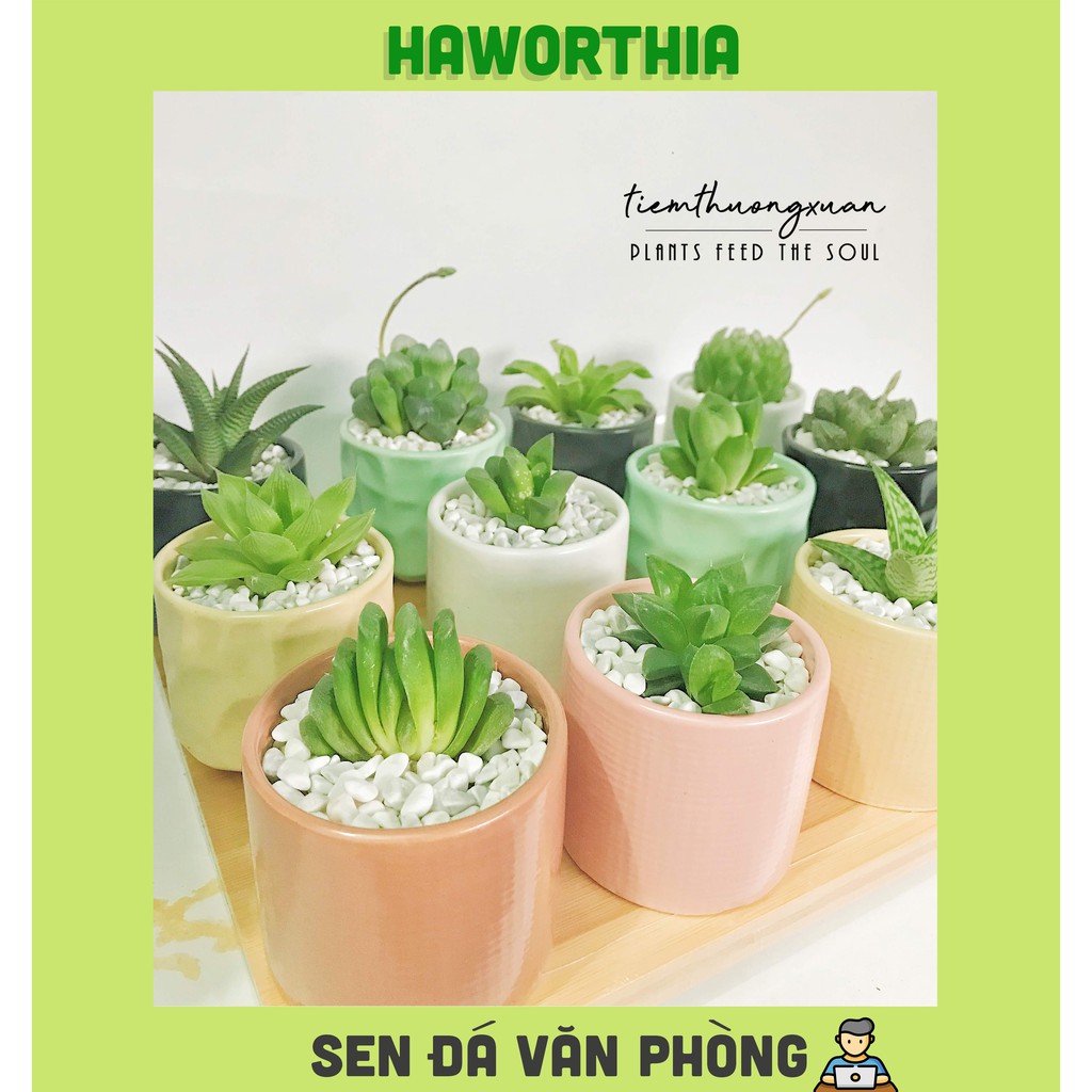 Sen đá văn phòng kèm bảo hành Haworthia trang trí văn phòng nhà cửa đời sống - Tiệm Thường Xuân