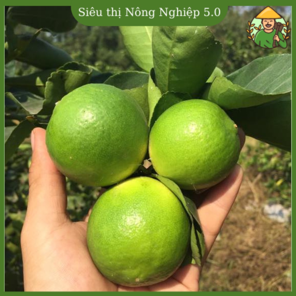 Cây giống chanh không hạt F1, giống chanh giấy đại học nông nghiệp 1, cây chanh mĩ không hạt cao 60cm - 70cm