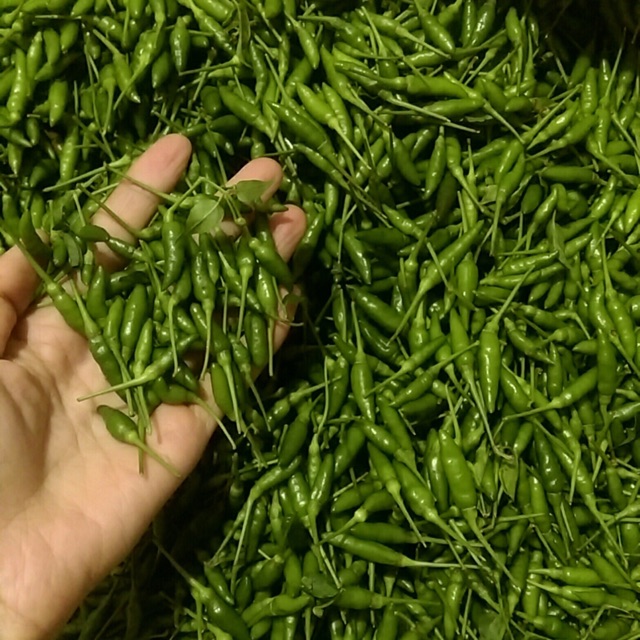 Ớt xiêm xanh( ớt hiểm)-500g- hàng tươi ko nhận gửi hàng các tỉnh phía Nam