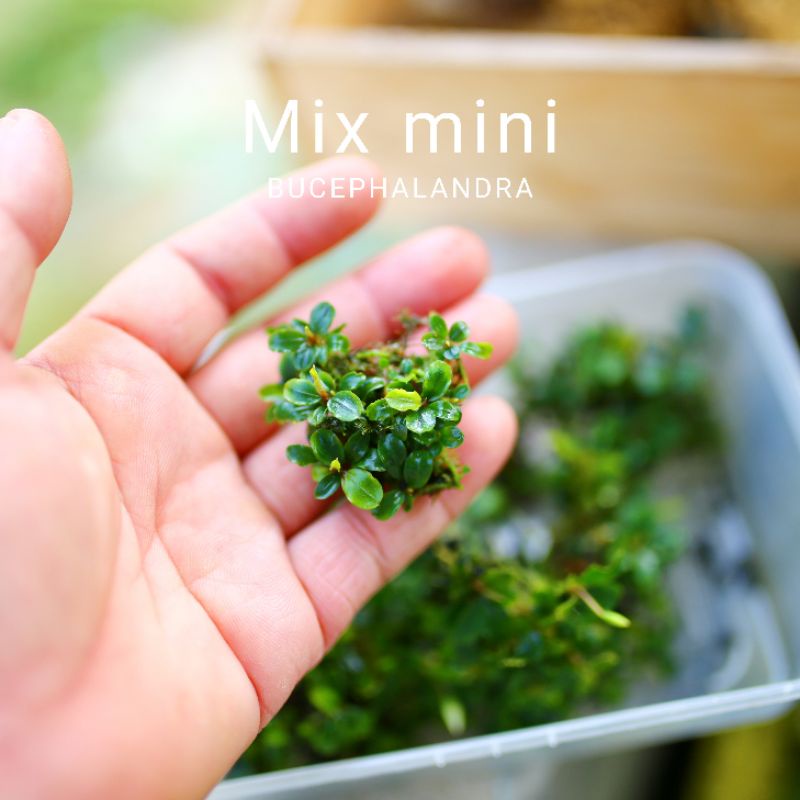 Bucep mix mini | Cây thủy sinh nguyên cụm | Hàng bụi | lá cạn