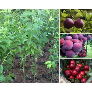 Cây giống mận tím chín sớm bắc hà .
