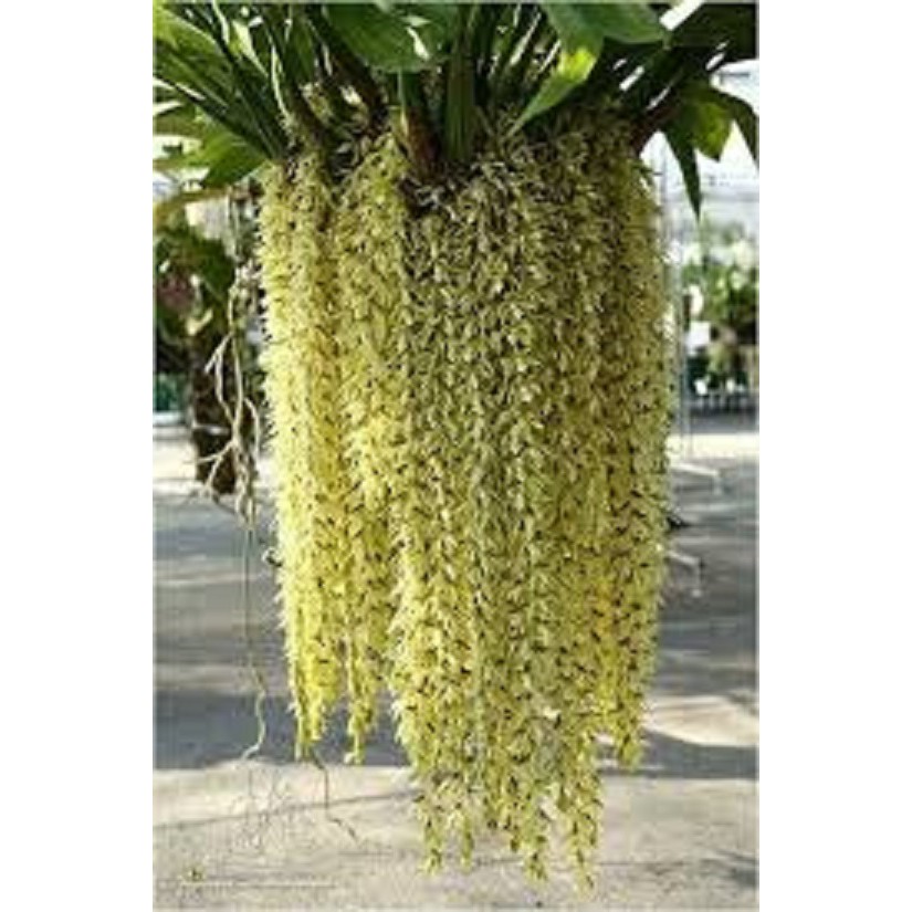 Hoa lan Thanh đạm Indo