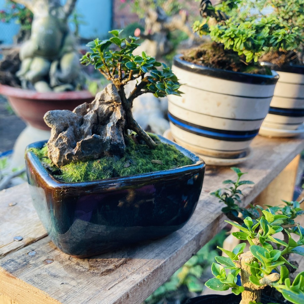 Bonsai mini trang trí góc làm việc, bao ship toàn quốc