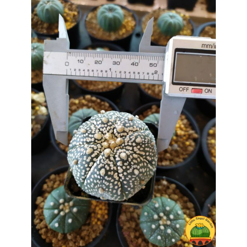 Xương rồng Super kabuto | Astrophytum Asterias Super Kabuto | Xương rồng Aster