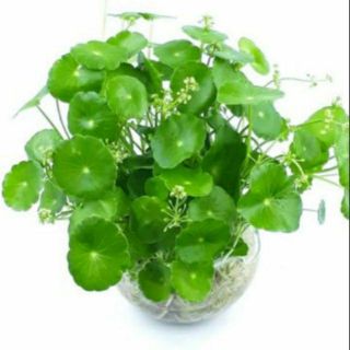 Rau má kiểng cỏ đồng tiền
