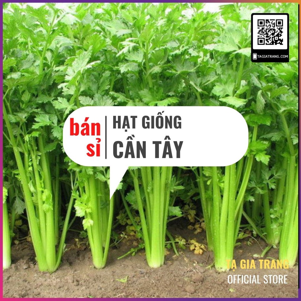 [Bán sỉ] - Hạt giống rau cần tây