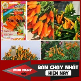 600H - Hạt giống ớt cam siêu cay nhập khẩu thái lan