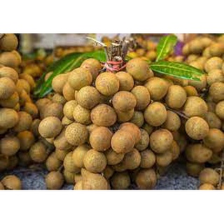 CÂY GIỐNG NHÃN IDO