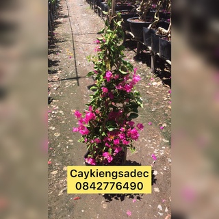 hoa giấy thái caykiengsadec + tặng phân bón