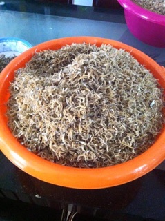Cá cơm sữa tẩm gia vị