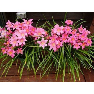 1kg củ giống hoa huệ mưa ngoại hồng khủng