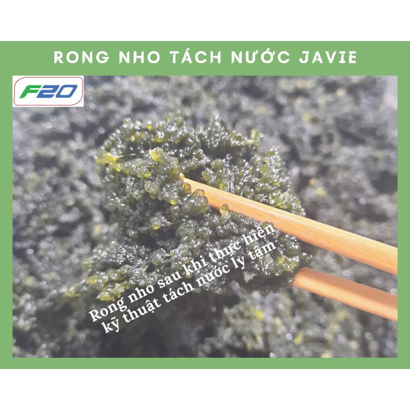 100gr Rong nho Tươi được Tách nước gói gọn 30gr Rong nho Khô