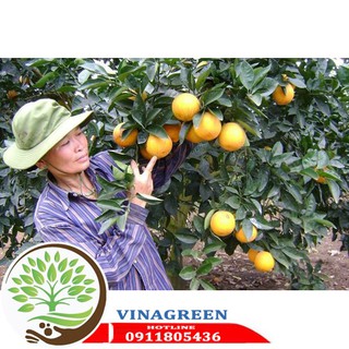 CÂY CAM VINH