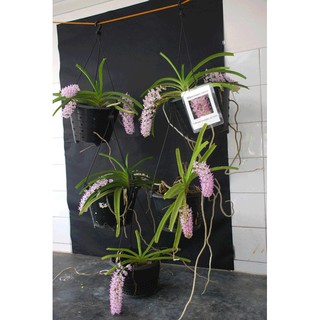 Hoa lan giáng hương đuôi chồn