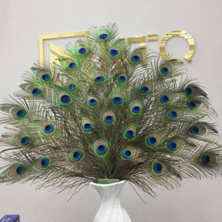 29 lông công 100cm mắt to nhất phong thuỷ