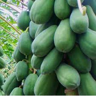 5 HẠT GIỐNG ĐU ĐỦ RUỘT ĐỎ