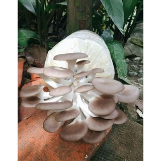 Phôi nấm bào ngư xám