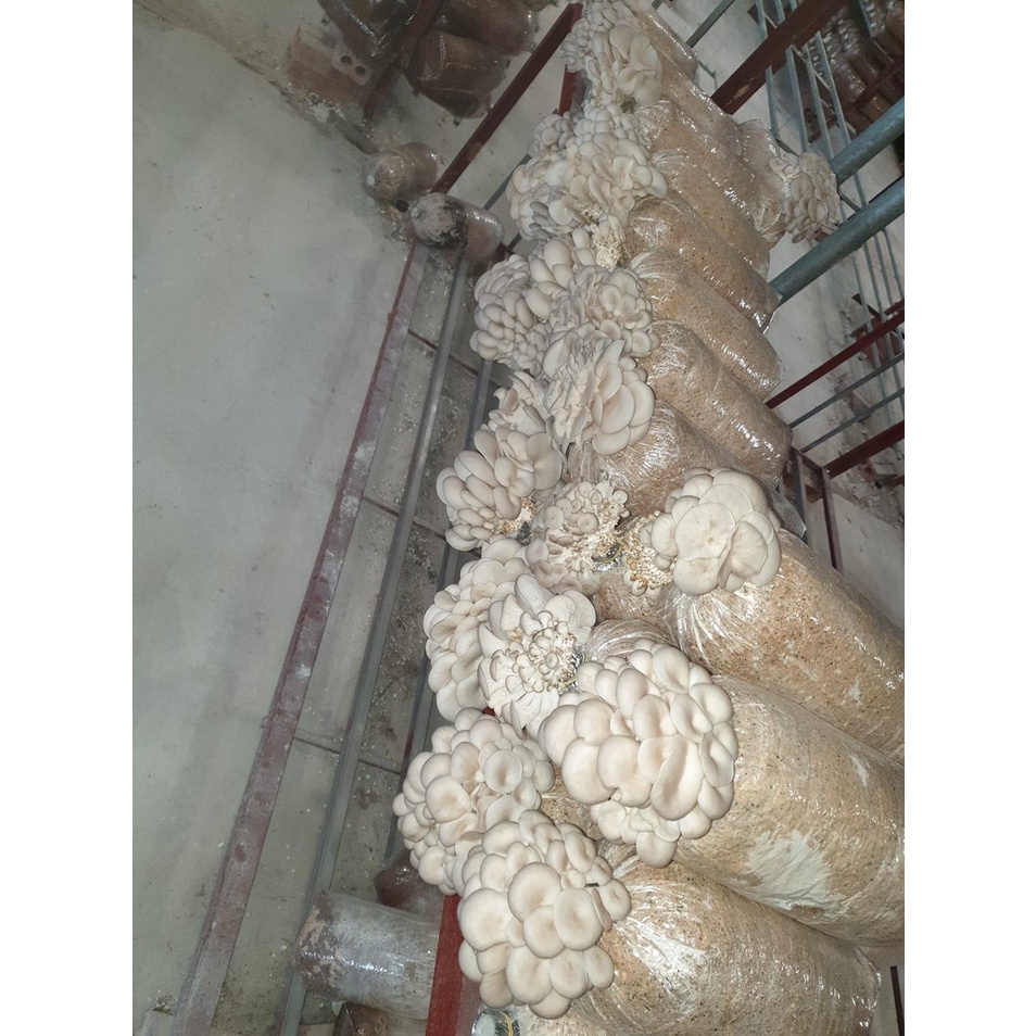 Phôi nấm Sò