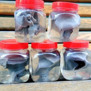 Keo bẫy chim Siêu Dính