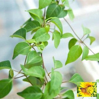 10H - HẠT GIỐNG LÁ GIANG