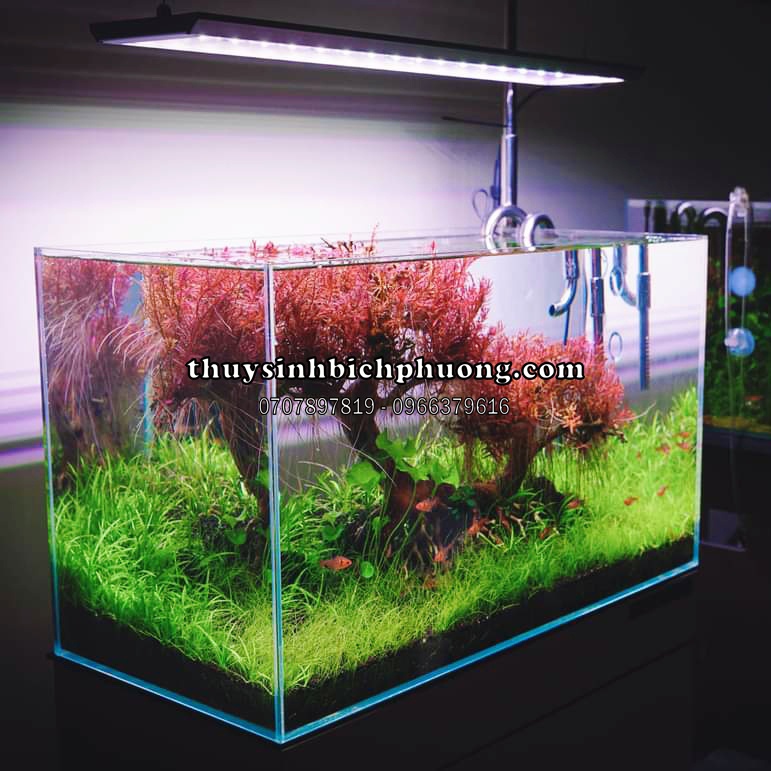 ROTALA COLORATA - VẨY ỐC ĐỎ 3 LÁ - CÂY THỦY SINH MÀU ĐỎ SIÊU XINH