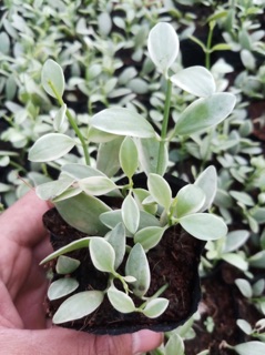 Hạt dưa Cẩm thạch nhỏ