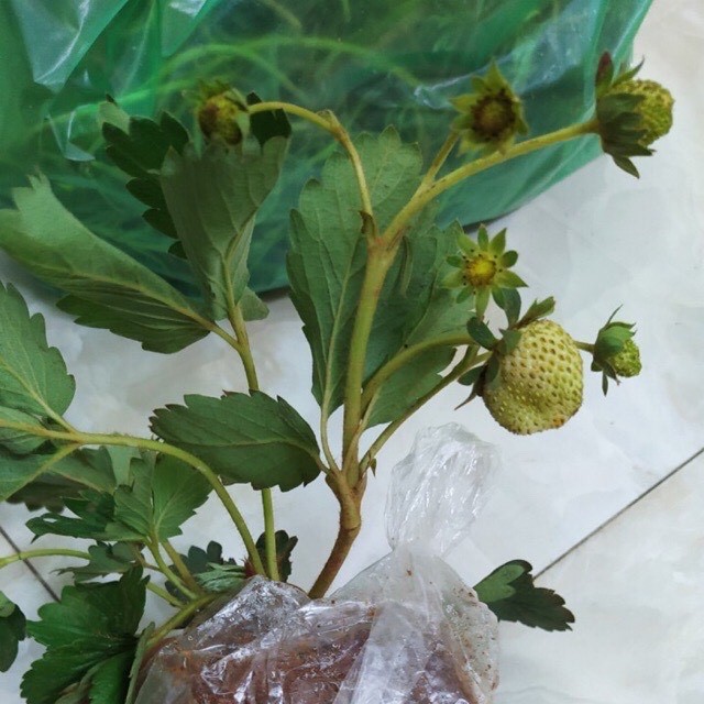Cây dâu hana size Trung chịu nhiệt quả siêu ngọt đang hoa và trái (ảnh thật số 2)