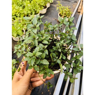 Bạc hà CHOCOLATE MINT (lớn)
