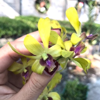 Hoa Lan Dendro Pensoda cây trưởng thành