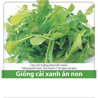 Hạt Giống Cải Bẹ Xanh Ăn Non 10gr