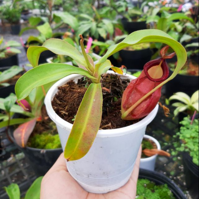 Cây nắp ấm N. viking x ampullaria red