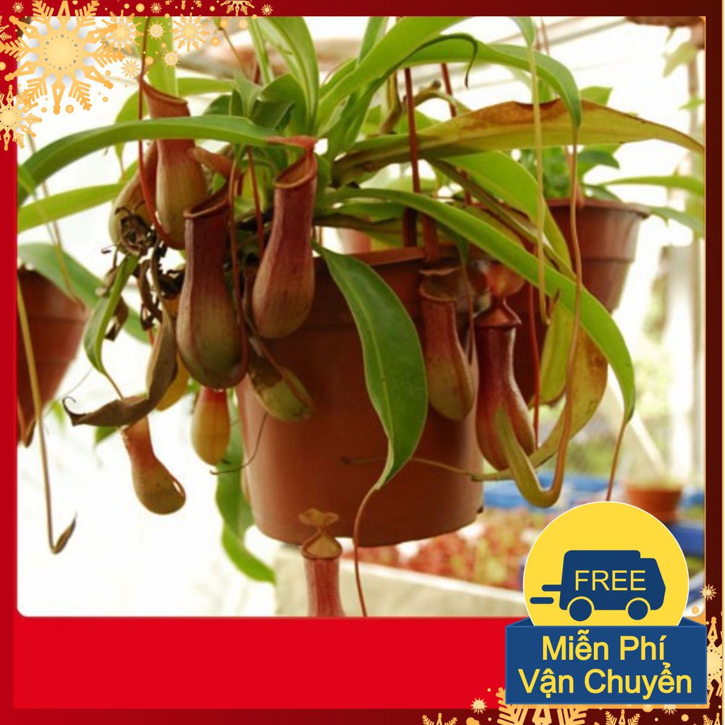 Hạt Giống Cây Nắp Ấm