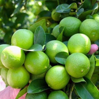 Chanh tươi không hạt 1kg