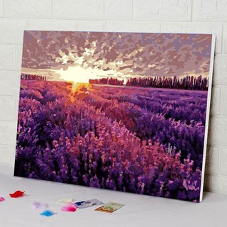 Tranh sơn dầu số hóa tự tô màu theo số có khung - [300] CÁNH ĐỒNG LAVENDER (40*50)